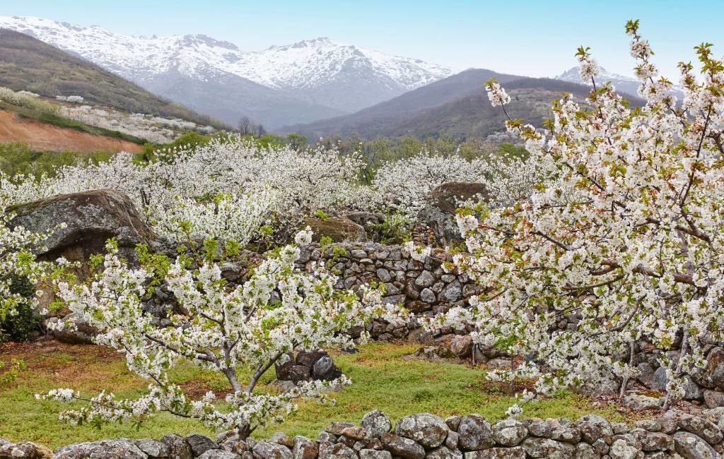 Spectaculair om te bezoeken: de kersenbloesem in de Valle del Jerte