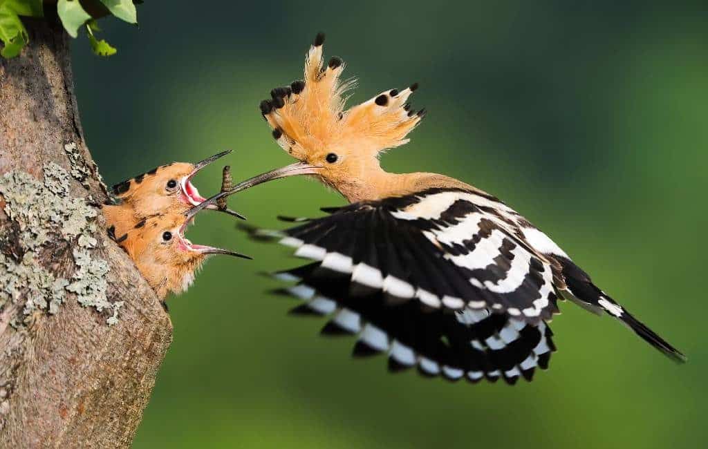 De graag geziene hop of upupa epops vogel in Spanje