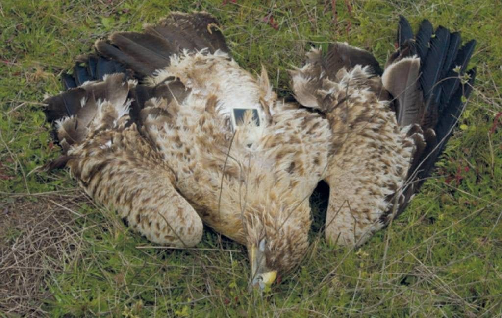 Vergiftiging doodsoorzaak van 200.000 dieren in 25 jaar tijd in Spanje