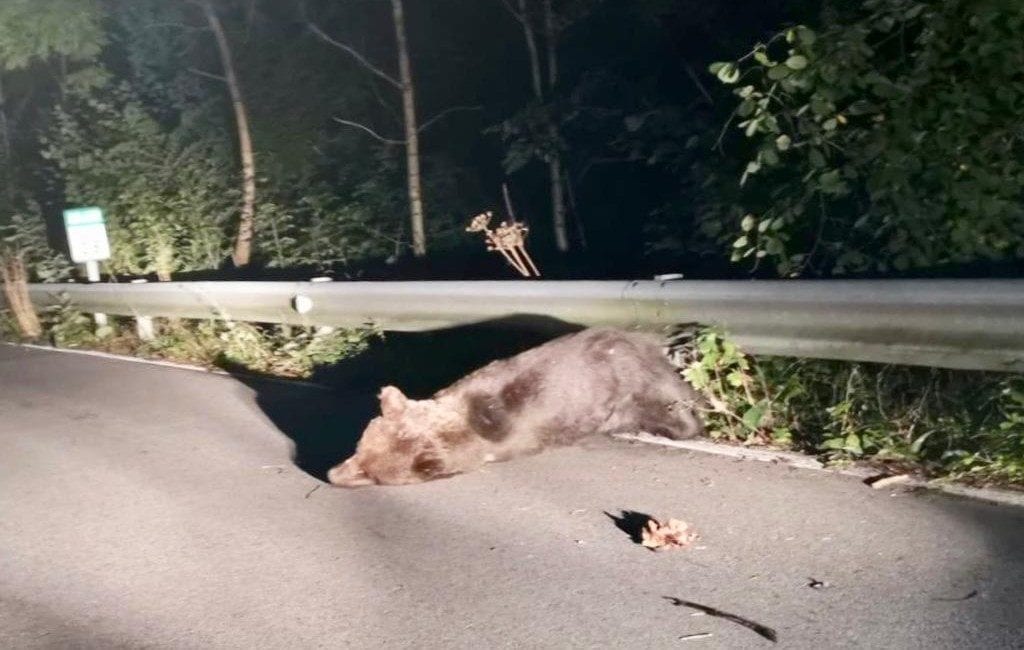 Politie helpt bij reddingspoging aangereden beer in Asturië