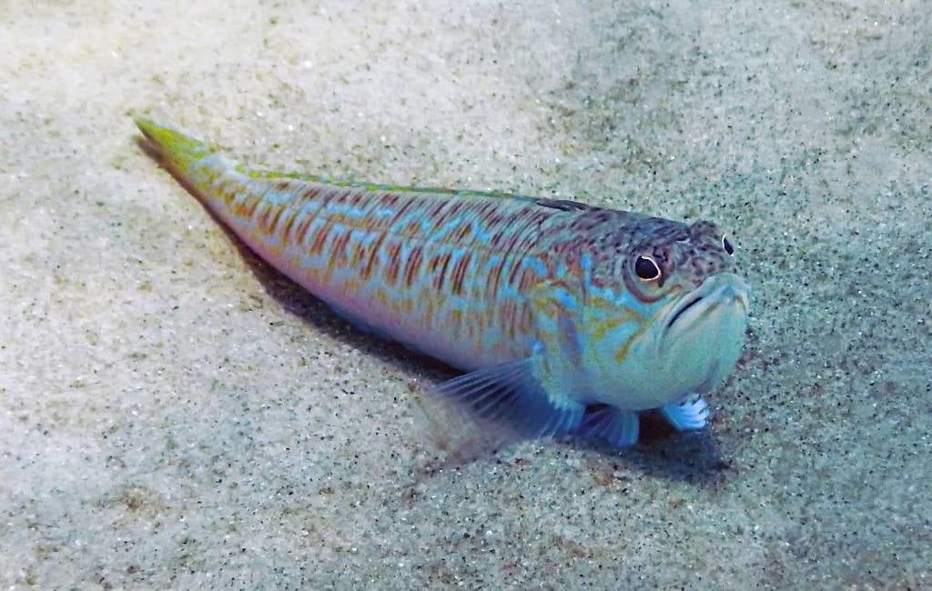 16-jarige snorkelaar overleden na prik grote pieterman vis aan de Costa Brava