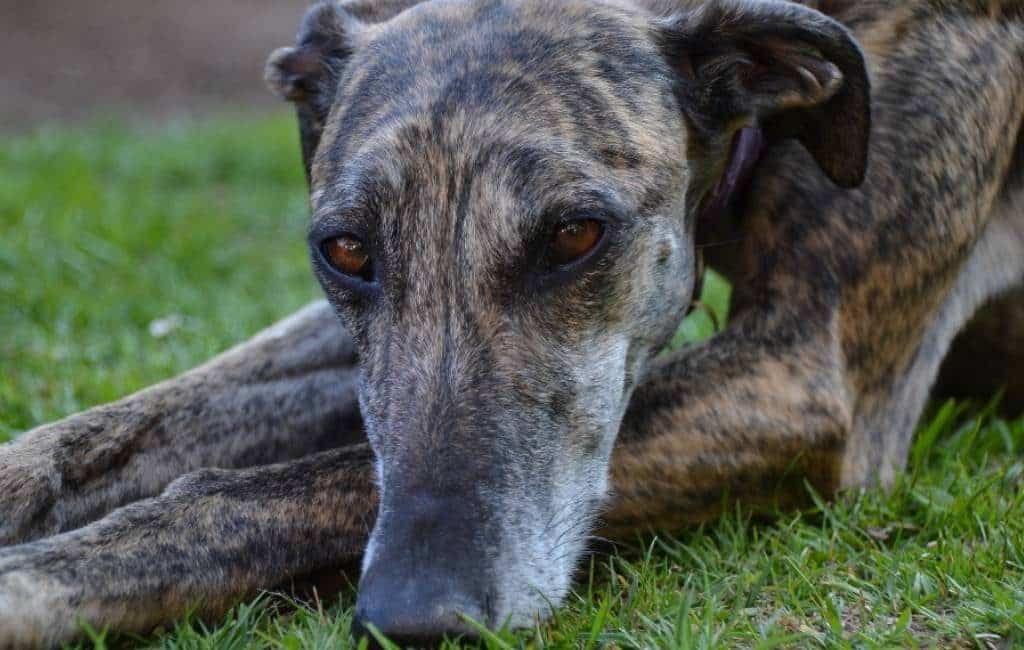 galgo