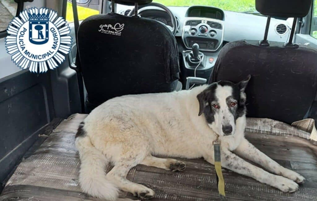 Tunnel M-30 snelweg Madrid afgesloten om hond te redden