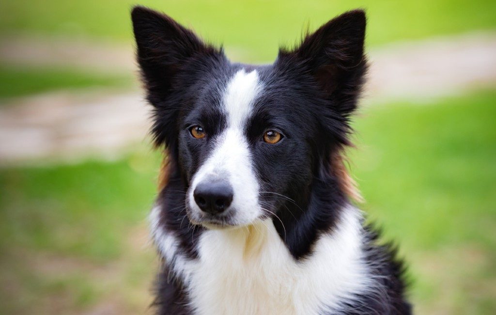 Weet jij wat de populairste hond is in Spanje of in Europa?