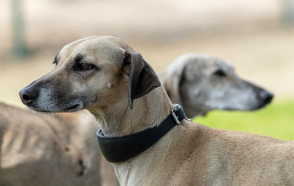 Protest tegen jacht met Galgo en Podenco honden in Spanje