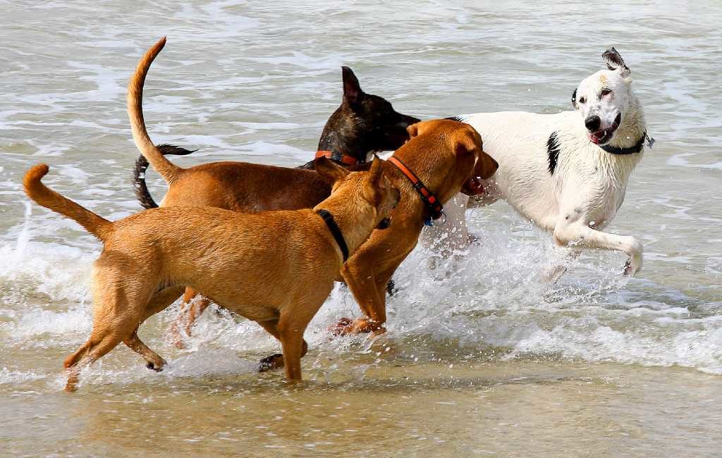 De stad Tarragona krijgt deze zomer eindelijk een langverwacht hondenstrand