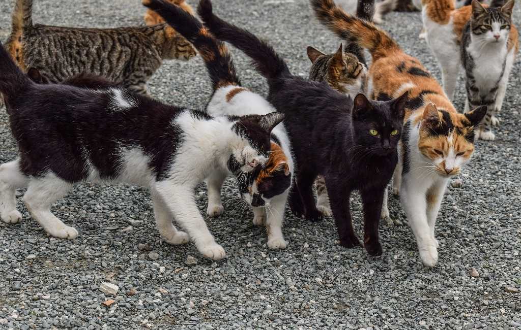 Door katten aangevreten lichaam van 79-jarige vrouw gevonden in Madrid