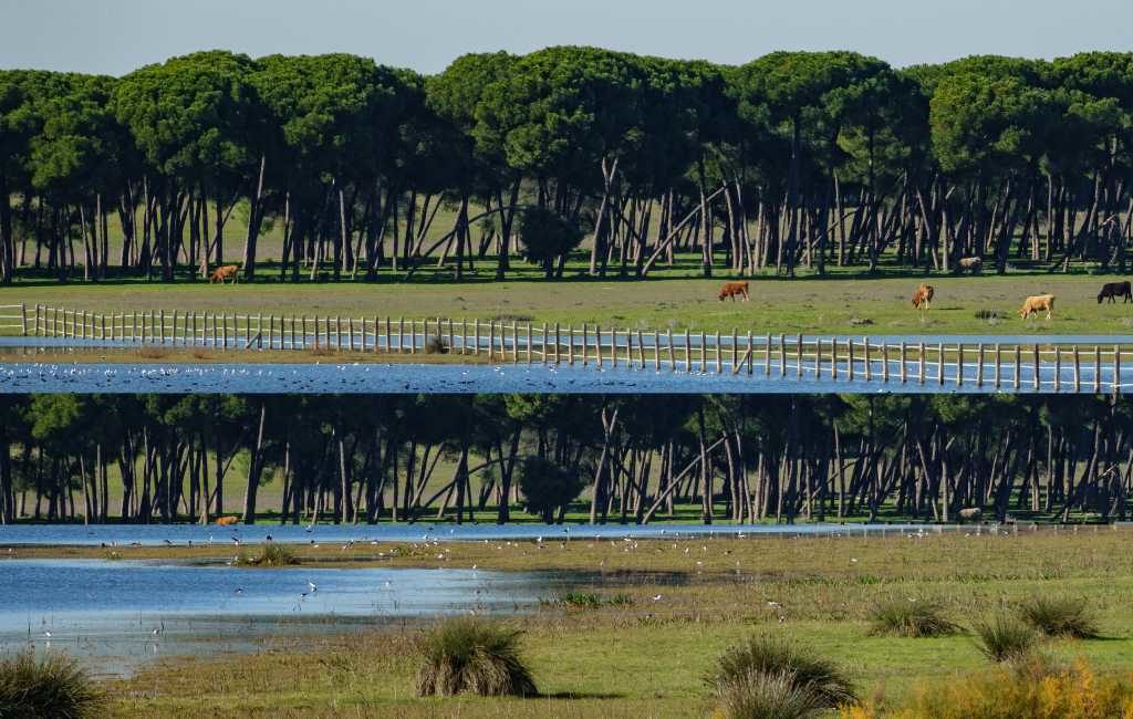 Europese veroordeling van Spanje voor het vernietigen van Doñana-natuurgebied