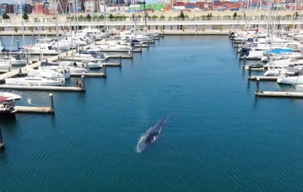 Walvis zwemt de jachthaven van Valencia binnen (video’s)