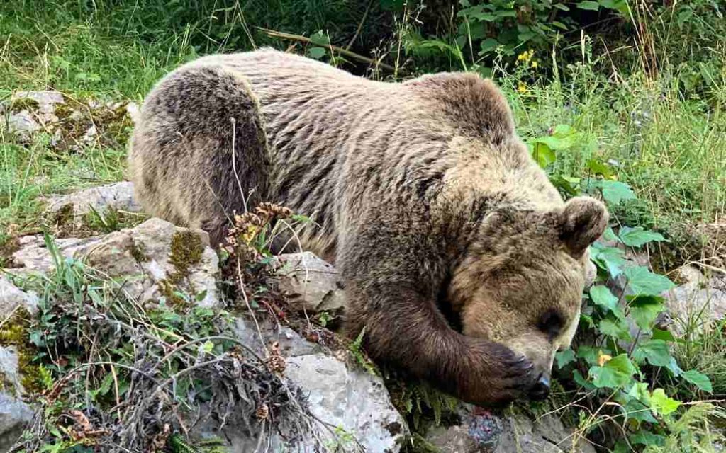 Bruine Beer die vrouw verwondde viel niet aan maar reageerde tijdens zijn vlucht in Asturië