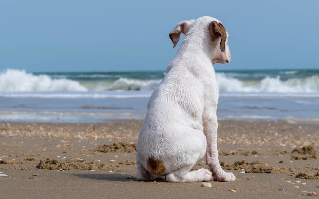 Man verdrinkt tijdens reddingspoging hond bij van Orihuela Costa