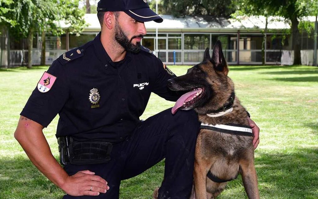 Politiehond betrapt man met lading drugs op busrit Zaragoza-Santander