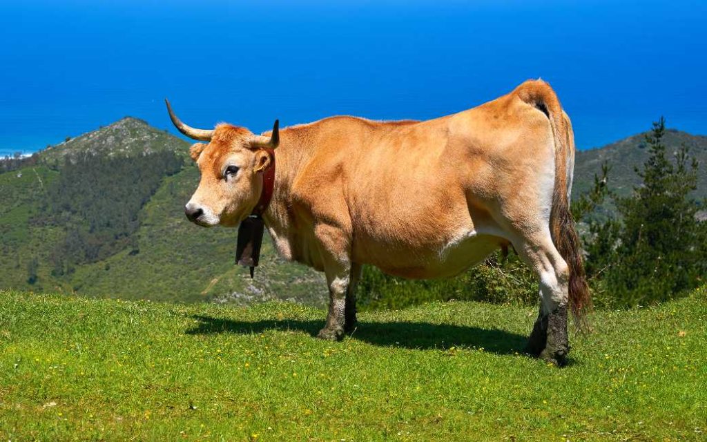 In Asturië klagen toeristen over het geluid van het rustige platteland