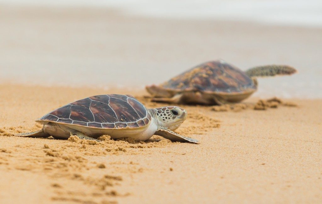 Na 65 dagen bewaking door vrijwilligers komen schildpadeieren in Calafell uit