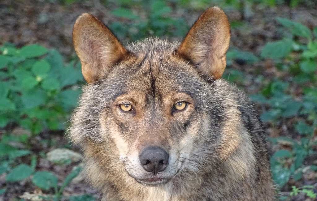 Jagen op wolven is vanaf nu in Spanje per wet verboden