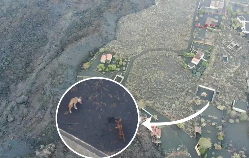 Toestemming om de honden die vastzitten op La Palma met drones te redden