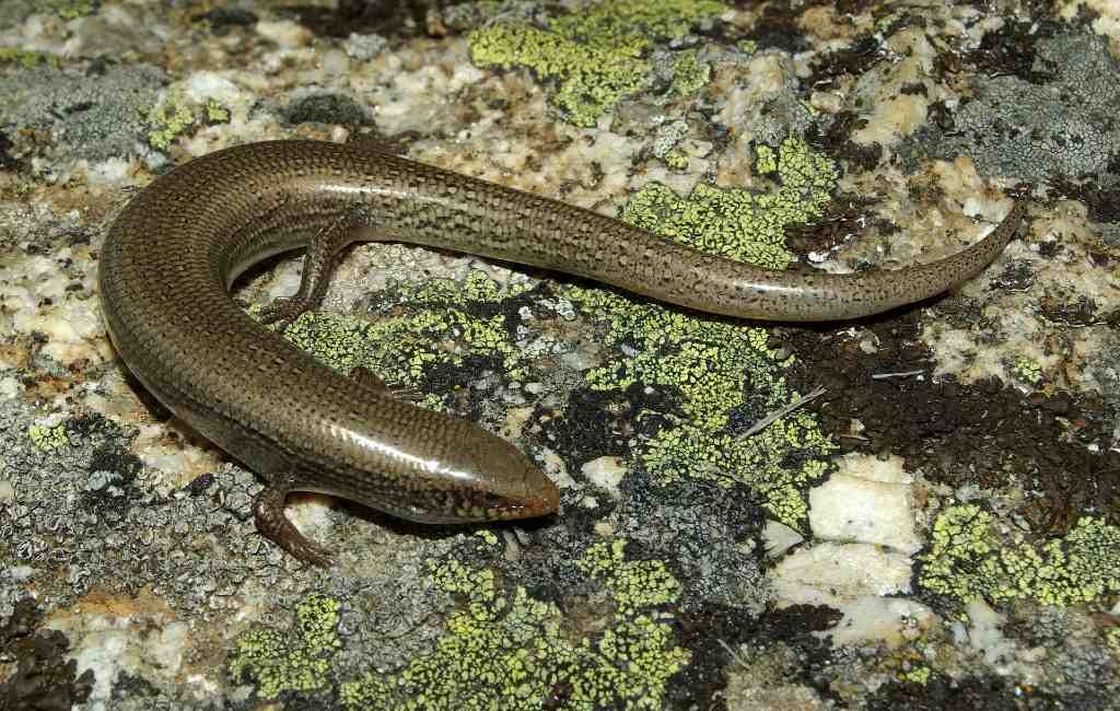 Op zoek naar de Iberische skink die al 50 jaar niet in het wild gezien is in Spanje