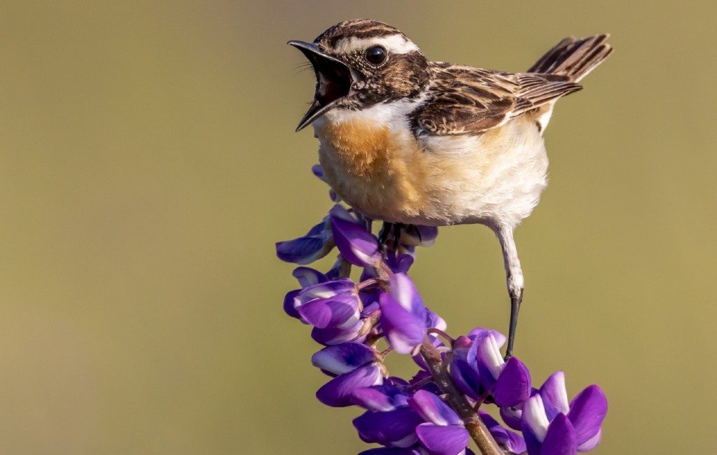 Aantal broedvogels waaronder de huismussen wordt steeds minder in Spanje