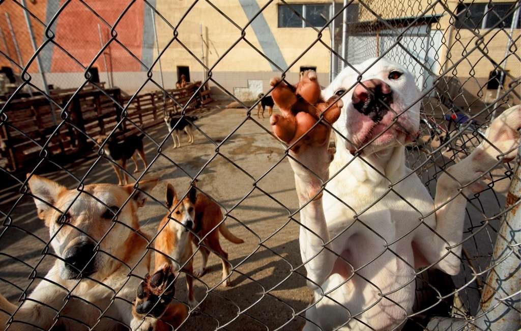 Spanje is Europees leider wat betreft in de steek gelaten huisdieren maar wel iets minder in 2020