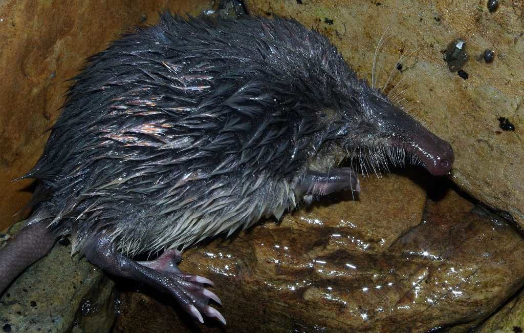 Internationale natuurorganisatie vraagt aandacht voor Pyreneese desman