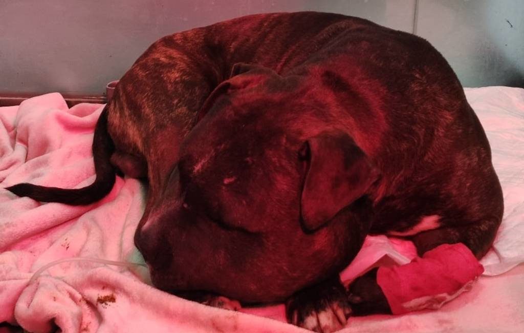 Inwoner Madrid gearresteerd nadat hij hond van vijf hoog naar beneden gooit