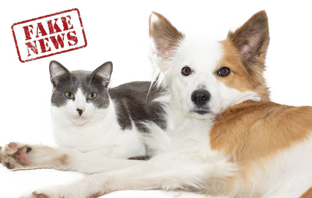 Veel fake news over identiteitsbewijs voor honden en katten in Spanje