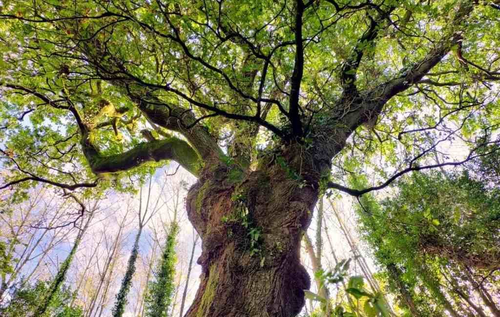 Stem mee op de Spaanse boom bij de Europese bomen verkiezing