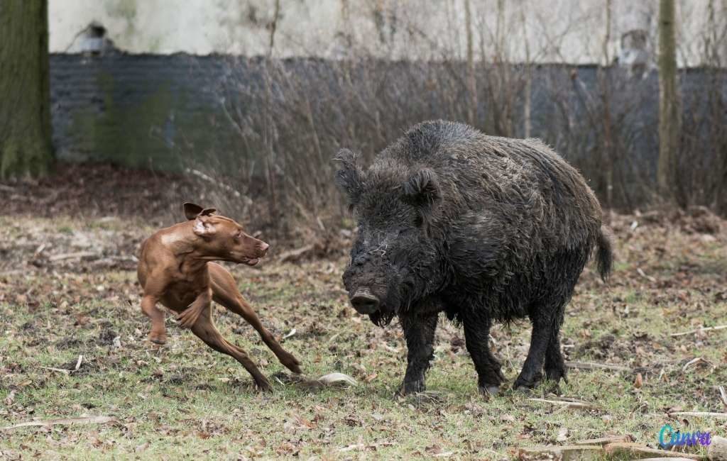 Zes verloren honden gered na jacht op wilde everzwijnen in Baskenland