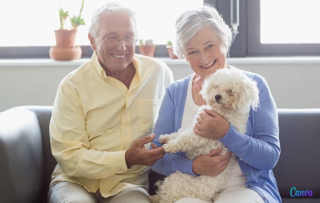 SpanjeMarktplaats breidt uit met Tinberdog.com marktplaats voor hondenliefhebbers