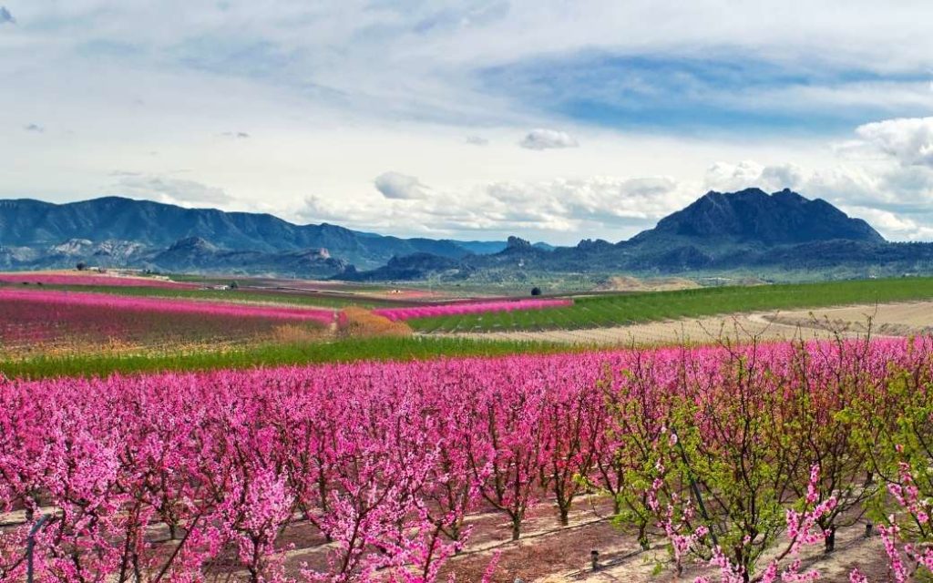 De ‘Floración de Cieza’ in Murcia is een bloeiend perzikbomen feest