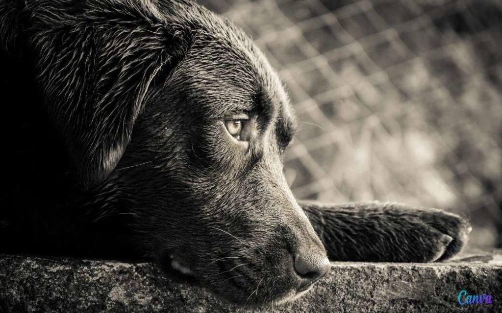 Mag je in Spanje jouw hond of kat als erfgenaam opnemen?