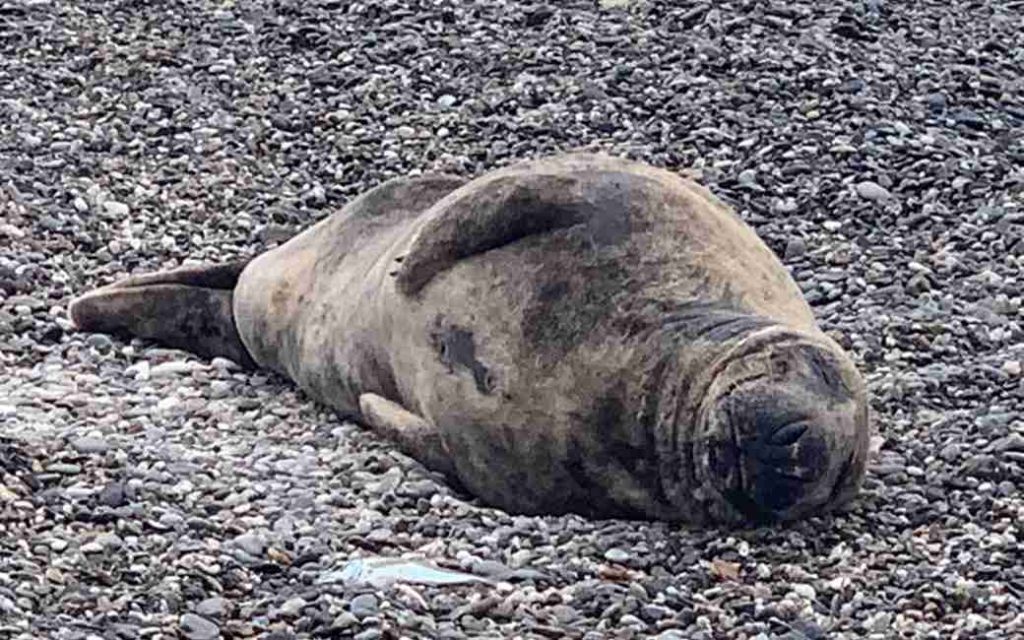 Reizende zeehond verrast inwoners langs de kust van de Costa Tropical in Granada