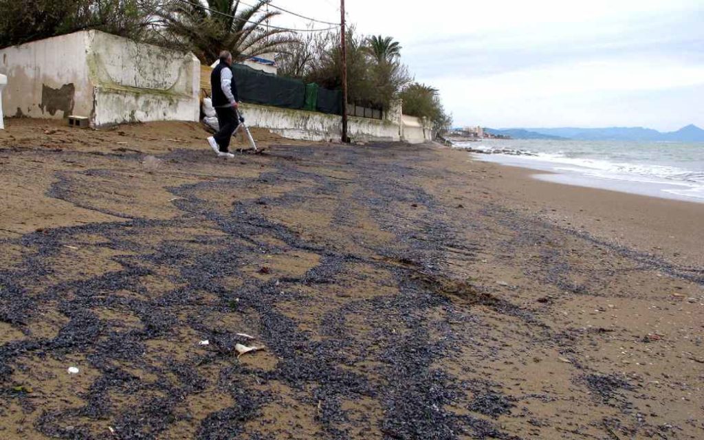 Stranden van Denia bezaaid met kleine ongevaarlijke maar stinkende kwallen