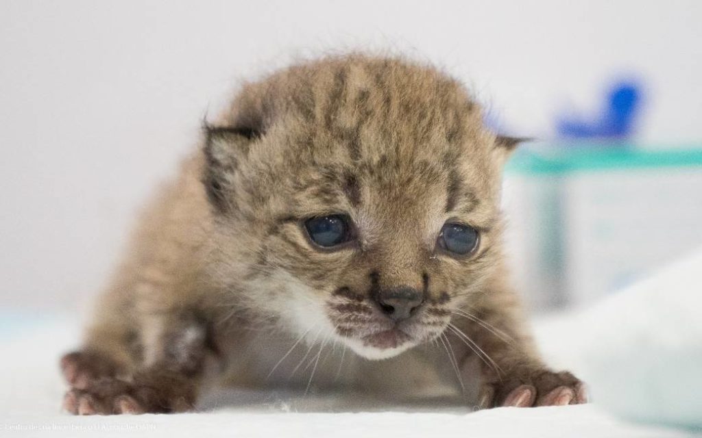 Vier Iberische lynxen geboren uit 1 zwangerschap in Huelva