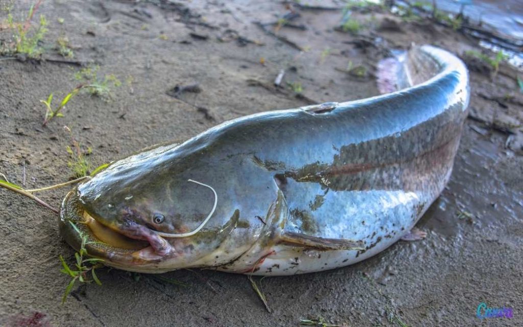 De bijna 3 meter lange en 100 kilo zware ongevaarlijke monsters van de Ebro-rivier