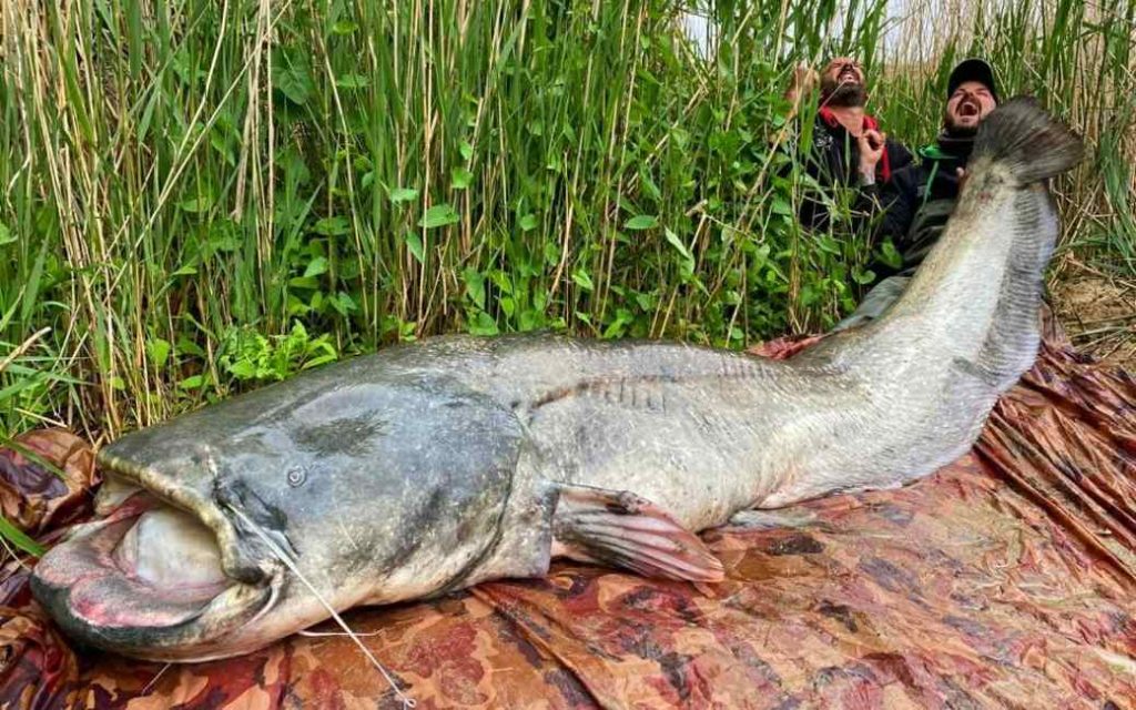 Een monsterlijke meerval van bijna drie meter gevangen in de Ebro rivier