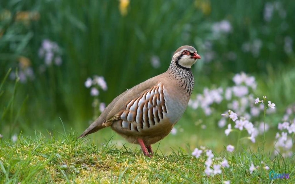 Waarom ook de vogels het niet goed doen in het leeggelopen Spanje