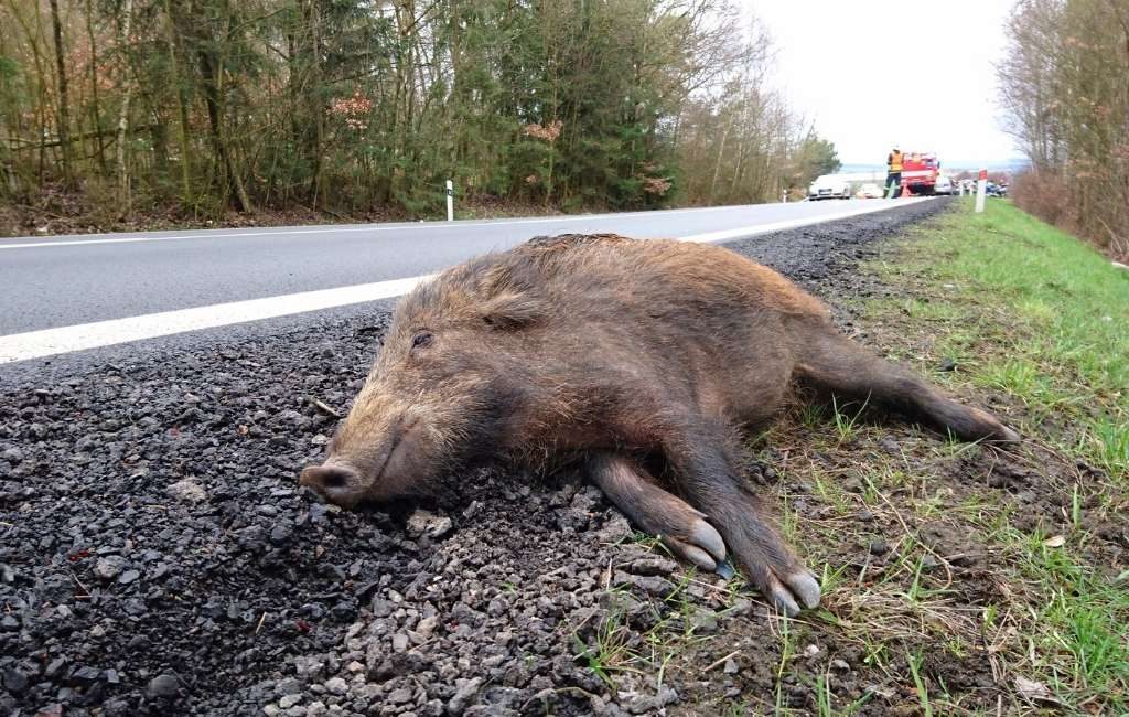 Het aantal aanrijdingen met dieren is enorm gestegen in Spanje