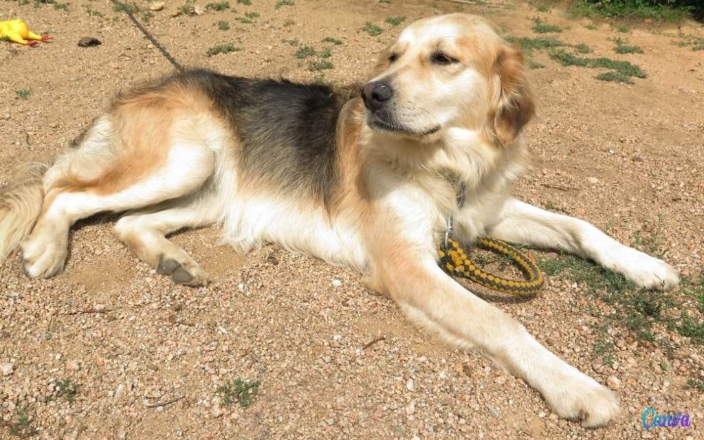 28 mei is ook in Spanje Werelddag van de Honden zonder ras