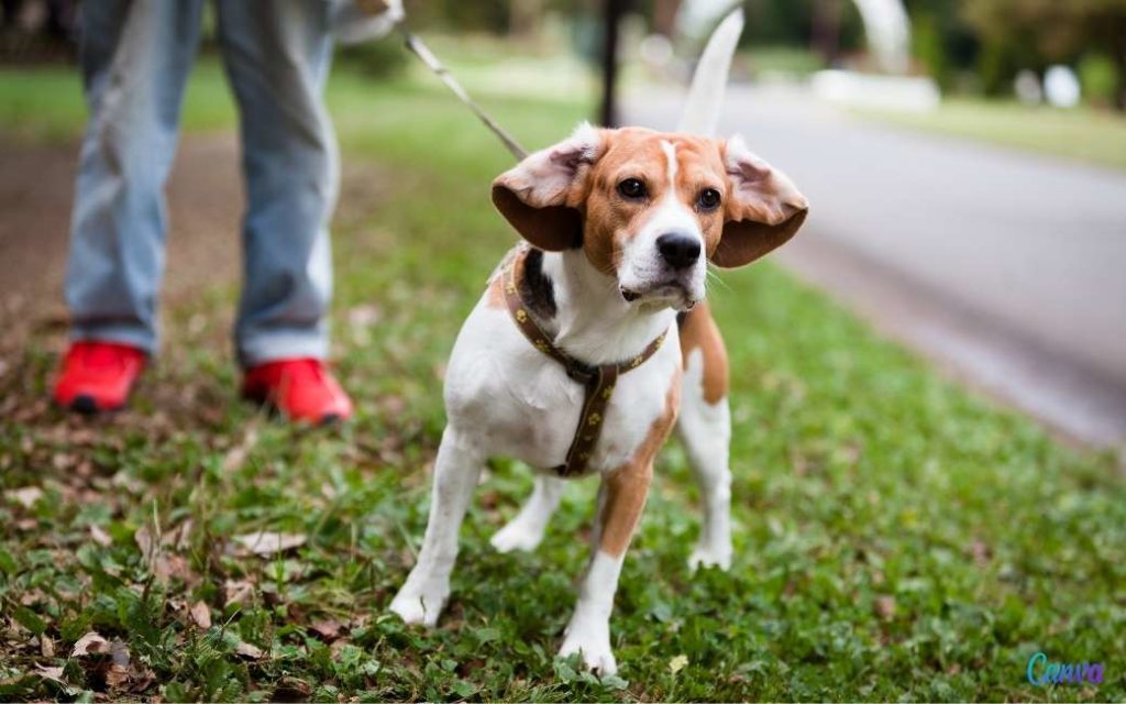 21 duizend euro schadevergoeding na aanval loslopende hond in Asturië