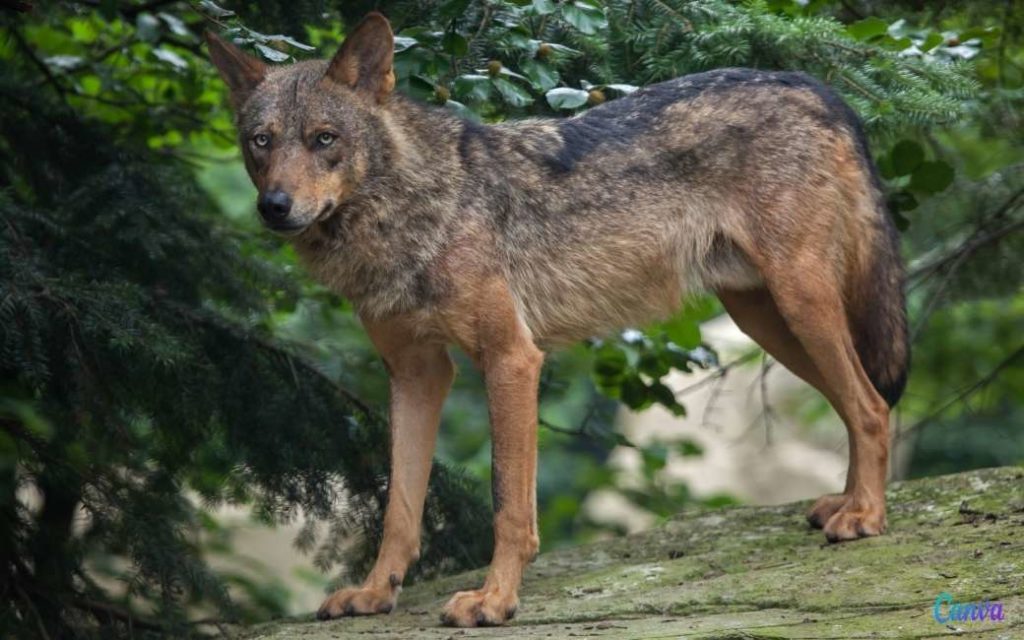 Wolven steeds vaker in dorpen gezien en dat blijft niet zonder problemen