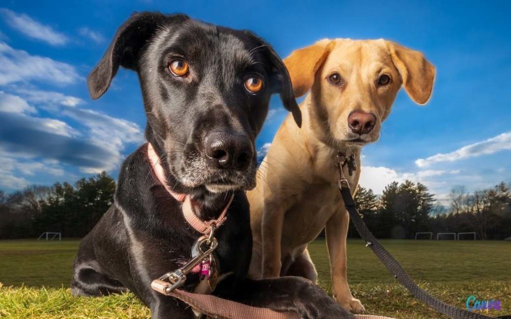 78-jarige man gevonden dankzij zijn honden in Málaga