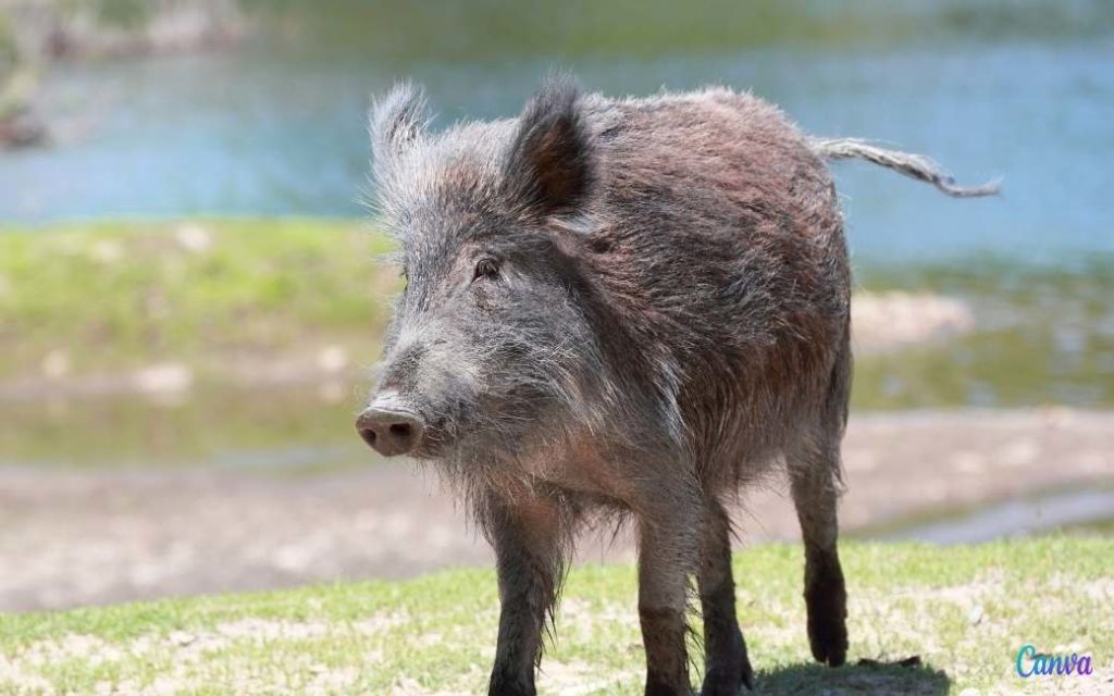 Paniek op strand Alfaz del Pi waar een wild zwijn een 67-jarige vrouw bijt (video)