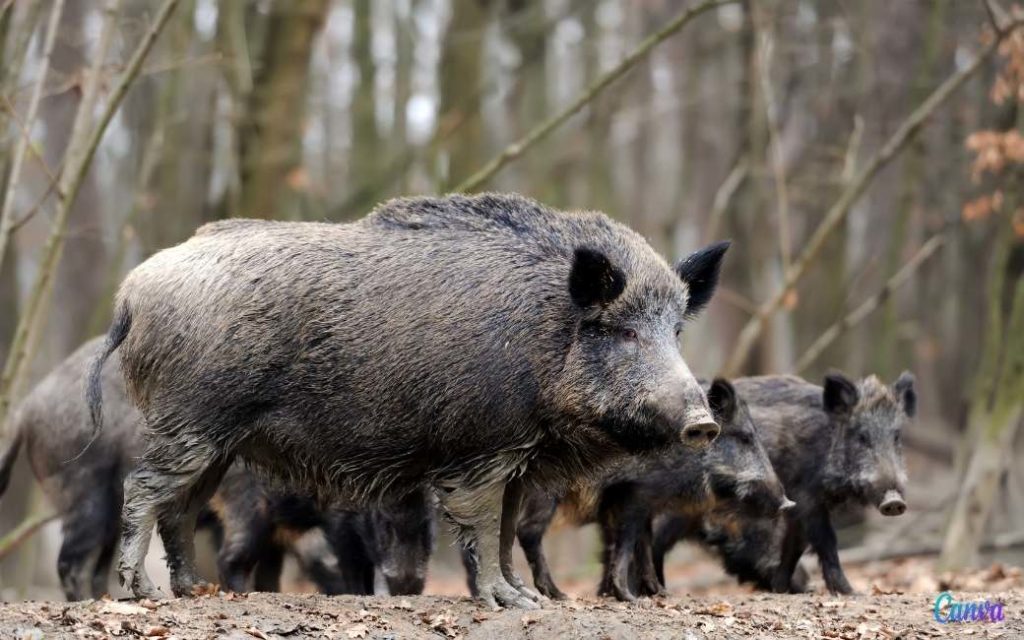 Catalonië raadt aan om wild-zwijn-vlees te eten vanwege de overbevolking