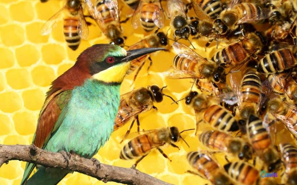 Door de droogte en de ‘bijeneter’ is de honingoogst gehalveerd in Spanje