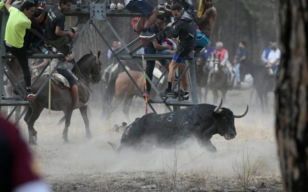 Onregelmatigheden bij Toro de la Vega stierenren in Tordesillas