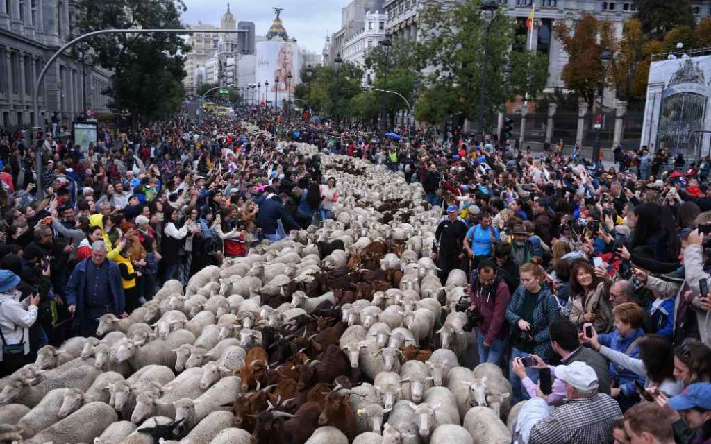 Schapen en geiten vullen de straten van Madrid tijdens de ‘trashumancia’