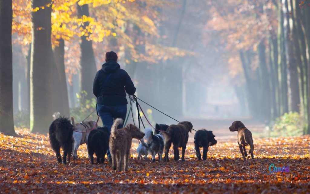 Barcelona gaat honderdtal zones maken waar honden los mogen lopen