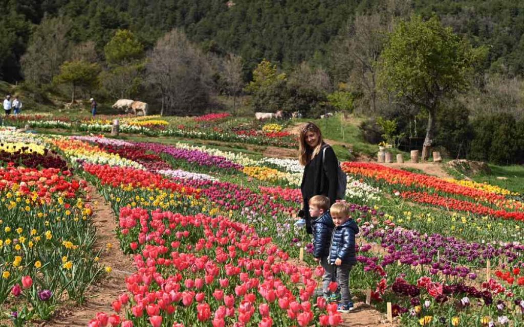 Nederlandse Nationale Tulpendag kan ook gevierd worden in Catalonië