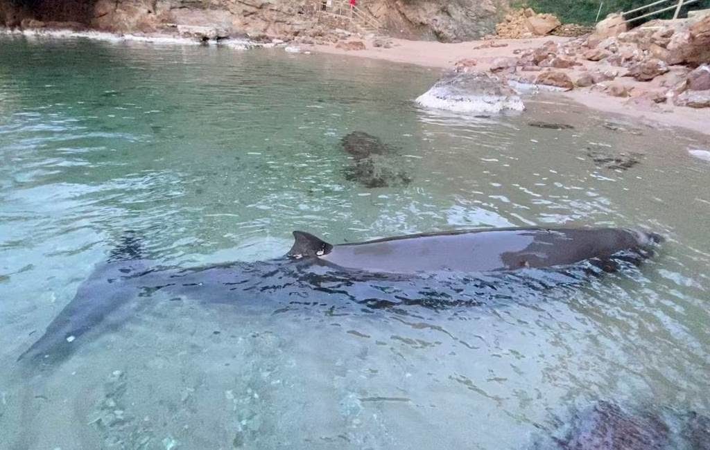 Een zeldzame spitssnuitdolfijn aangespoeld en gered aan de Costa Brava